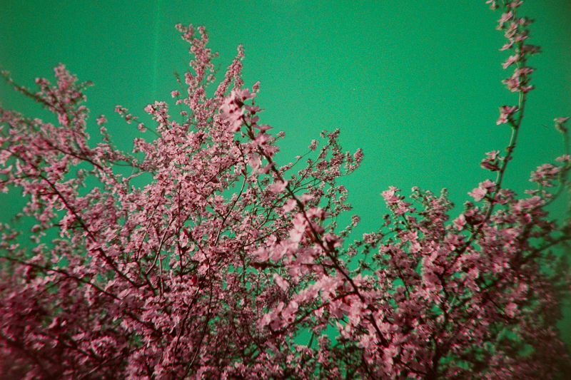 First Blooms of Spring